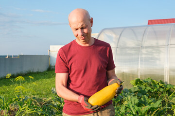 A smiling middle-aged farmer looks at yellow organic zucchini in his hands. Farming and gardening concept