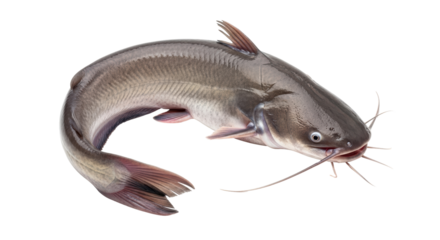 Isolated Catfish
