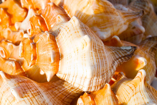 Discover stunning orange and white conch shells with spiral patterns. Perfect for beach decor, crafts, souvenirs, and ocean-inspired home decoration.