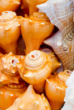 Discover stunning orange and white conch shells with spiral patterns. Perfect for beach decor, crafts, souvenirs, and ocean-inspired home decoration.