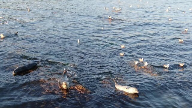 Aerial view of Seals in Japanese sea near Nakhodka, Primorsky Krai, Russia