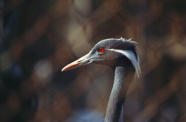 grey crowned crane