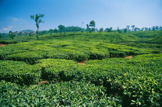 tea plantation in india 