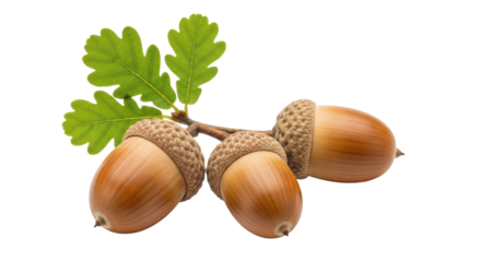 Isolated Acorns