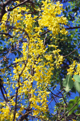 yellow laburnum tree 