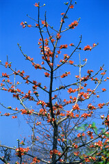 cotton tree against blue sky 