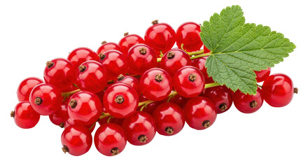 Isolated Red Currants