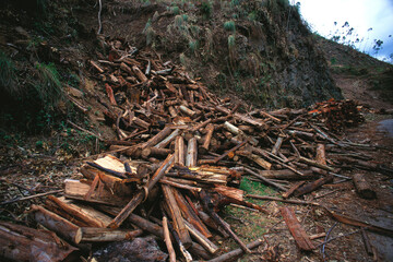 deforestation in forest