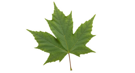 Isolated Green Maple Leaf