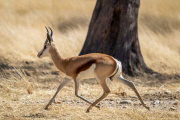 Springbok dans une réserve animalière 