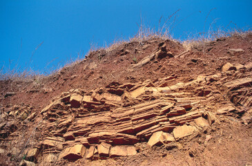 dry tree in the desert