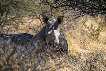 Jeune rhinocéros blanc dans la savane