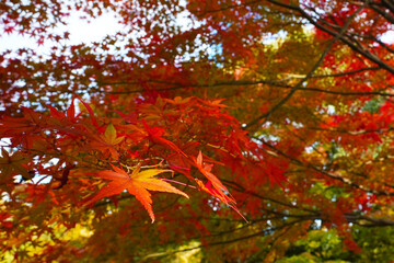 Beautiful Red Autumn Leaves Background