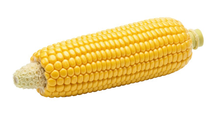 Isolated Corn on the Cob