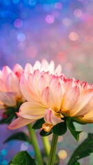Fototapeta premium Delicate, pastel-hued dahlias against a dreamy bokeh background