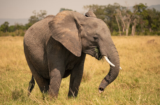 Fototapeta Elephant against a forest back ground