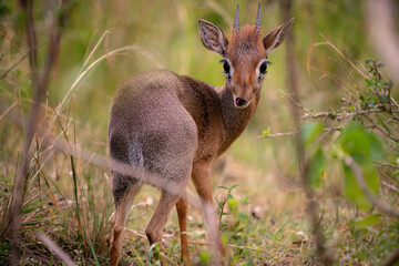 African dikdik