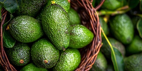 Avocados filling a woven basket, with some loose fruit and leaves scattered around