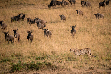 When a predator wanders, the savannah freezes