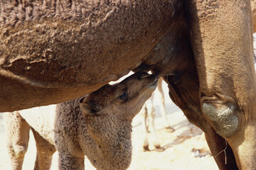 camel feeding calf 