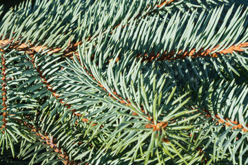 A detailed, close-up shot of a blue spruce tree branch with sharp, silvery-blue needles, creating a...
