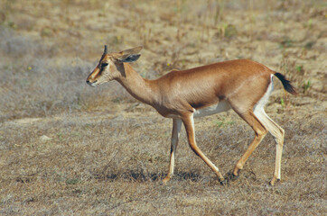 Indian gazelle in the wild 