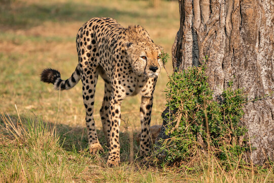 Male cheetah looking for competition scent