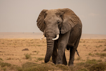Lone elephant in the African savannah
