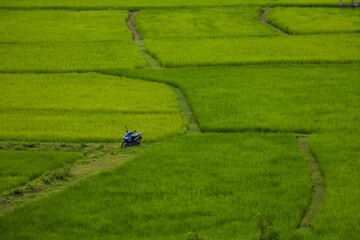 Rice fields, temples, and beautiful huts in the rainy season. View from Wat Phuket, Pua District,...