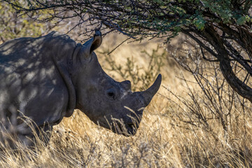 Fototapeta premium Rhinocéros blanc en Namibie