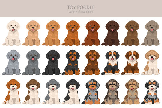 Toy poodle clipart. Different coat colors set.  Vector illustration
