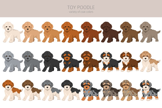 Toy poodle clipart. Different coat colors set.  Vector illustration