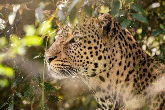 Male leopard hiding in the savannah bush