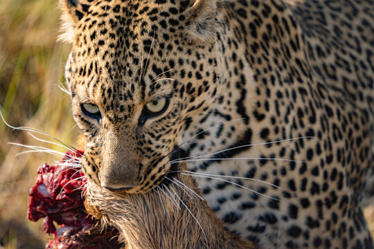 Female leopard and her kill on the ground