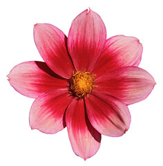 Dahlia simple pourpre  © hcast