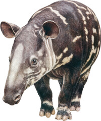 Obraz premium Close-up of a south american tapir with its distinctive striping and short proboscis Watercolor PNG