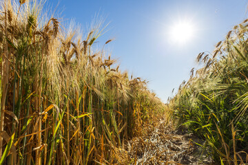 Fototapeta premium Golden wheat stalks stretch towards the bright sun in a clear blue sky, signaling the beauty of the harvest season in a rural landscape