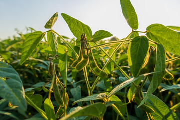 Green soybean plants thrive in a sunlit field during the evening, showcasing healthy growth and...