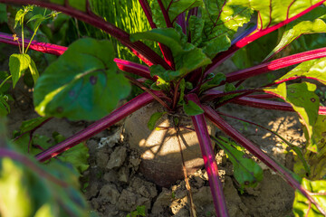 A beetroot is developing in rich soil, surrounded by green leaves, with sunlight creating striking highlights on the plant