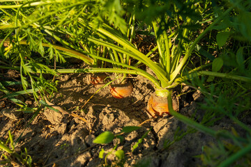 Brightly colored carrots grow beneath lush green foliage in a garden bed under the warm sun on a summer afternoon