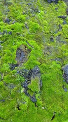moss on the rocks