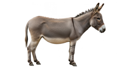 A gray donkey stands isolated on a transparent background