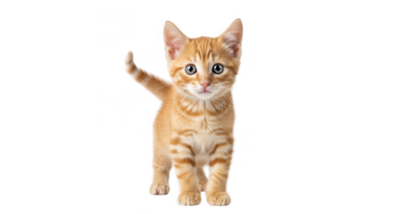A cute ginger tabby kitten stands on a transparent background