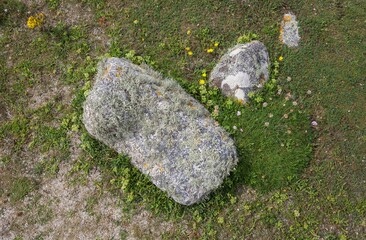 Coastal flora, England