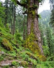Fototapeta premium Moss Covered Tree In Lush Forest Landscape
