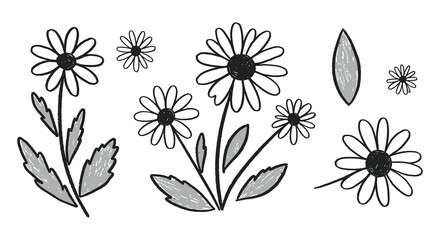 A black and white illustration of daisies with leaves and flowers