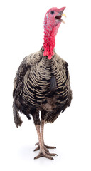 Turkey bird isolated on white background