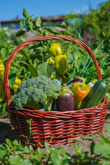 Basket of fresh organic vegetables including broccoli, zucchini, eggplant, bell peppers, and herbs...