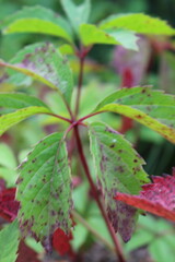 red leaf with dew drops