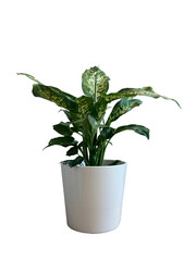 potted plant dumb cane dieffenbachia plant white background asset interior design architecture elevation front view